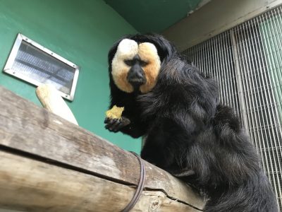 イモを持って行ったモップくん