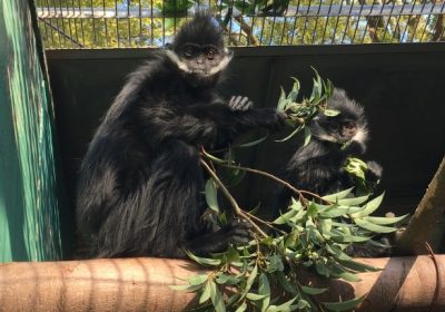 ニィとリンリン