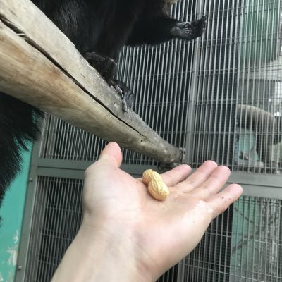 残された落花生