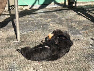 寝返りモップくん