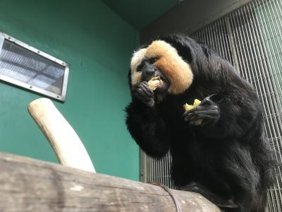 落花生を食べるモップくん