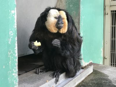 目をつぶったモップくん