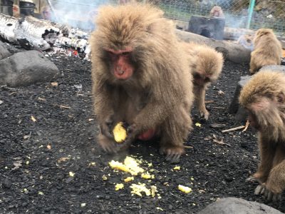 やきいもを食べるヤクニホンザル