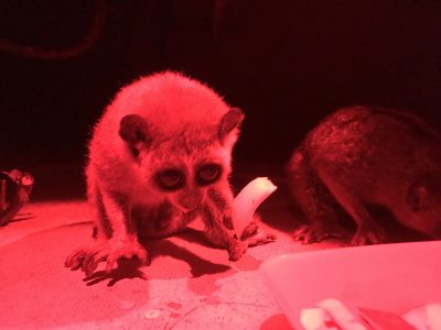 ゆで卵を食べるモミジ