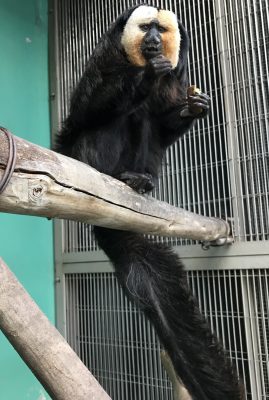 イモを食べているモップくんその1