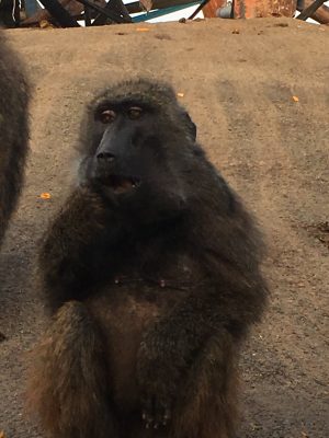 タマゴ