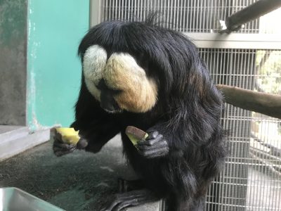 両手にイモを持ったモップくん