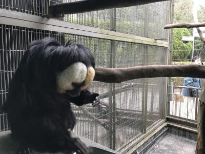 モップくんと園長補佐