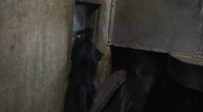 けっこう本気で