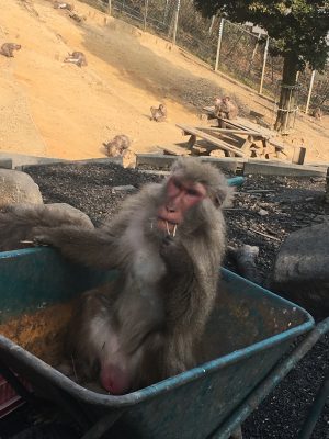 一輪車のヤクニホンザル