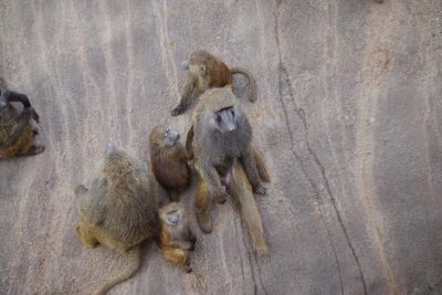 こどもヒヒに囲まれるロマノ1