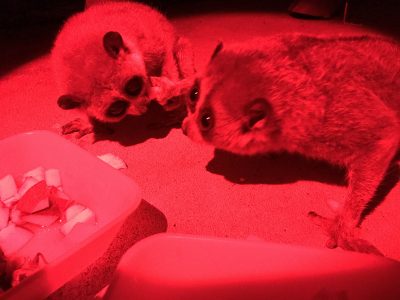 あらがうモミジ