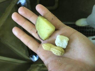 蒸しイモと落花生とミルクパン