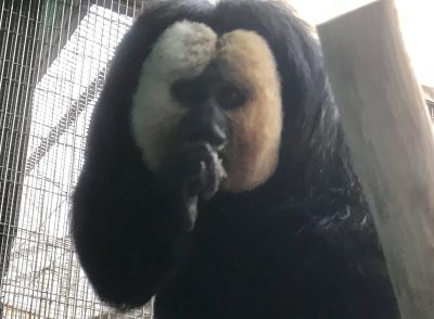 今日のモップくん