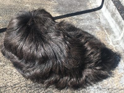 モップのひなたぼっこ2
