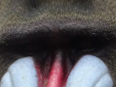 キンシャサの目