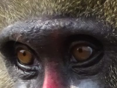 マンドリルの目