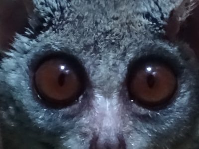 ショウギャラゴの目