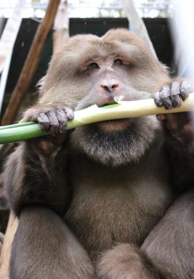 ネギを食べるザルバ