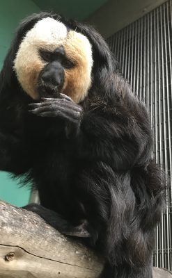 今日のモップくん
