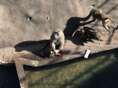 欲張るロン