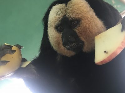モップくんの鬼睨み