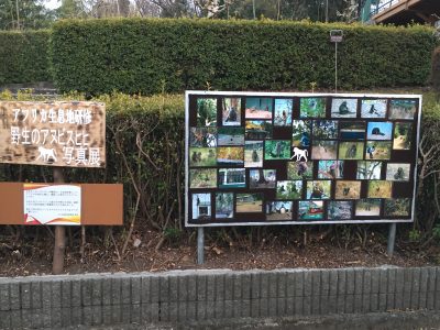 ヒヒ写真展