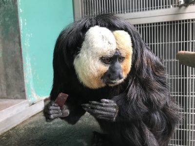 イモを食べているモップくん