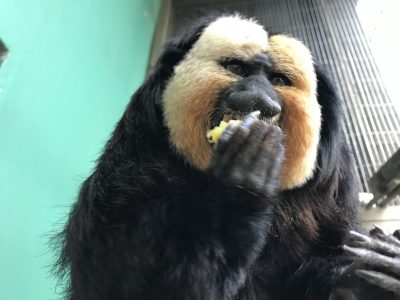かぶりつくモップくん