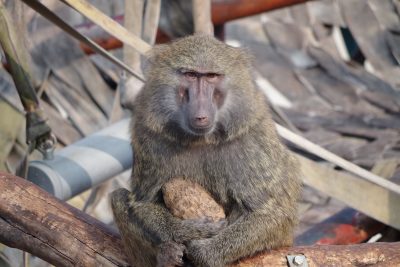 大切持つタマリ