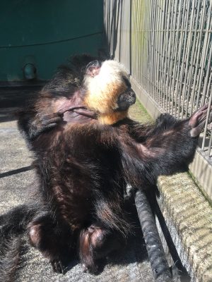 モップのひなたぼっこ