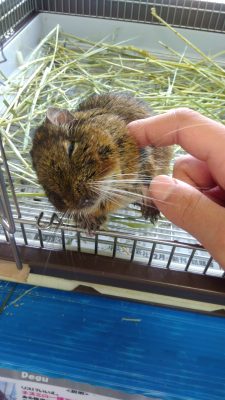 デグー♂マカロニ