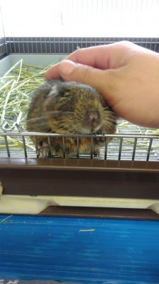 デグー♂マカロニ