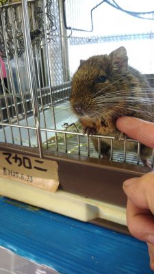 デグー♂マカロニ