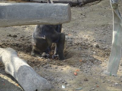 穴掘りマンドリル