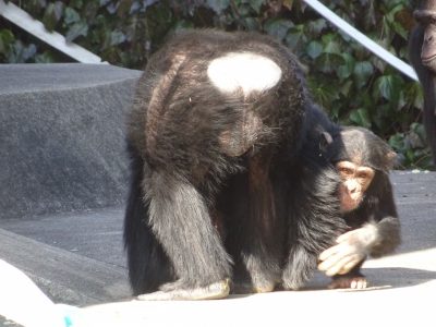 マモルと遊ぶジミー