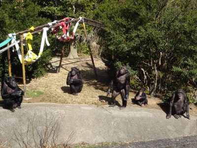 ジミー、マルコ、マモル、フジコ、マリリン