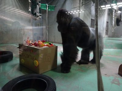 タロウへのバレンタイン