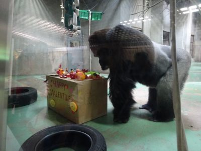 タロウへのバレンタイン