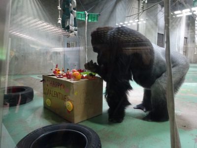 タロウへのバレンタイン