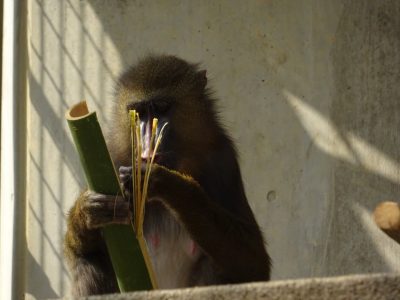 竹を割くデイ