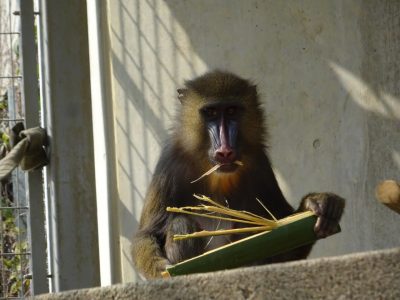 竹を割くデイ