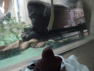 チョコを見るタロウ