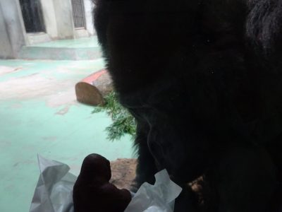 チョコを見るタロウ