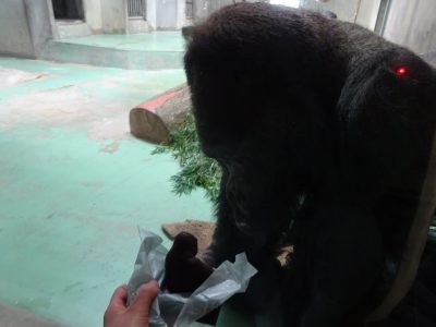 チョコを見るタロウ