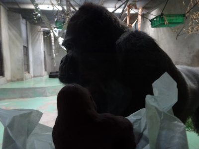 チョコを見るタロウ