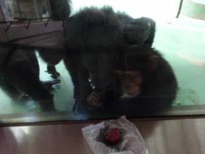 チョコを見るマモルたち