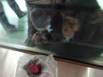 チョコを見るマモルたち