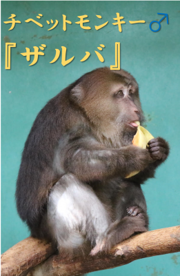 チベットモンキーザルバ