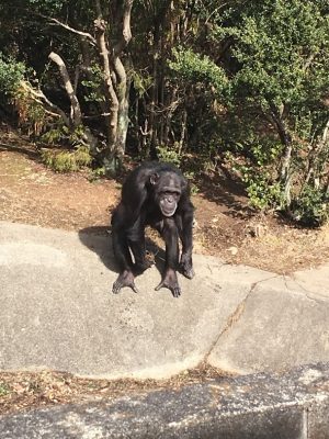 土を投げようと